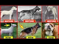Download Lagu Years of Breeding Ruined Popular Dog Breeds