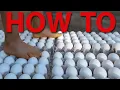 Download Lagu How To Walk On Eggs!  2 Secrets You Need To Know