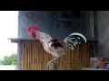 Download Lagu ayam ketawa slow juara 1 nasional
