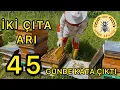 İki çıta arı 45 günde kata çıktı | Arıcılık | Kraliçe arı