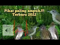 Download Lagu pikat burung siri siri,cucak rawis paling ampuh