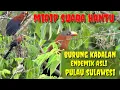 Download Lagu Burung ini suaranya mirip kuntilanak | burung kadalan sulawesi | channel soboalas
