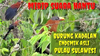 burung ini suaranya mirip kuntilanak burung kadalan sulawesi channel soboalas