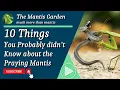 10 Things you probably didn t know about Praying Mantis