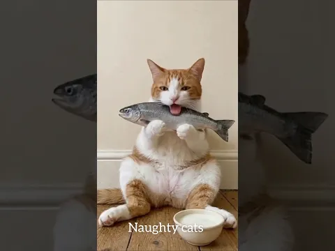 Funny Cat Videos ππ± | Funniest Cat Moments Ever! π€£ #Shorts
