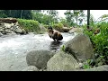 Download Lagu bening dan sejuk ! mandi di sungai cireong ciamis jawa barat