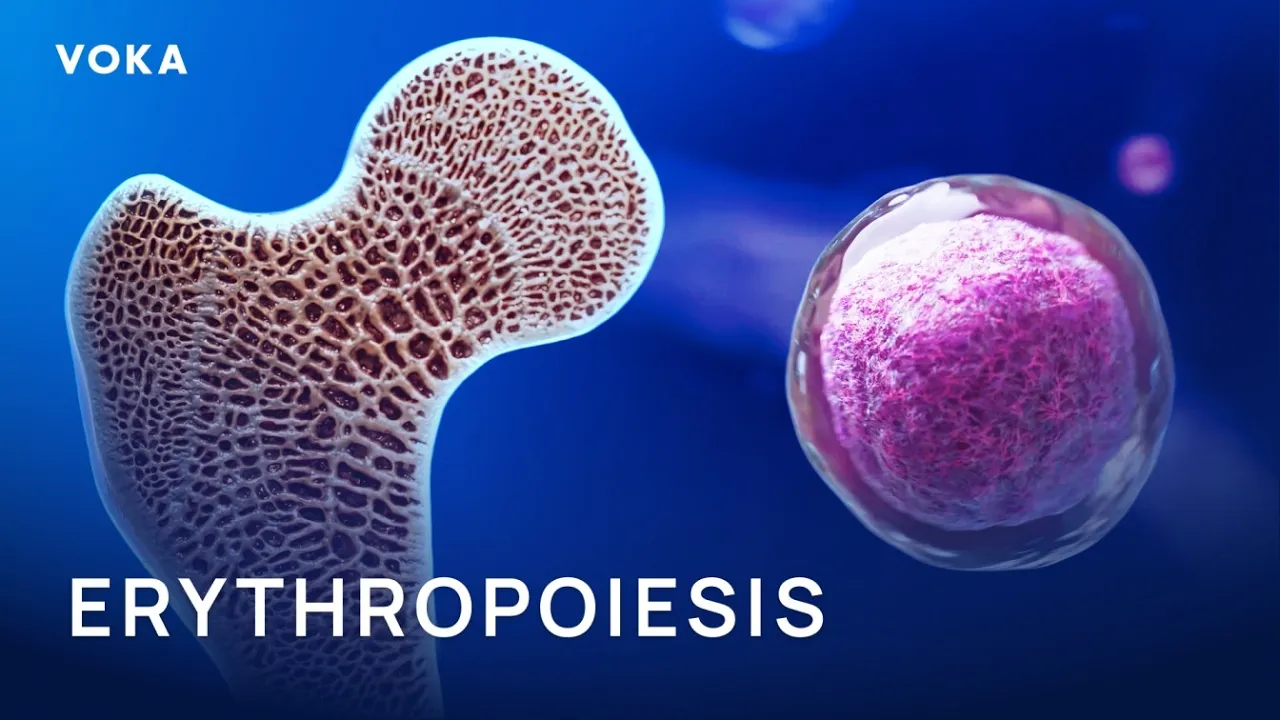 VOKA erythropoiesis animation