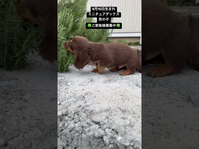 動画