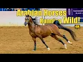 Liberty Run Final Championship at Scottsdale Arabian Horse Show