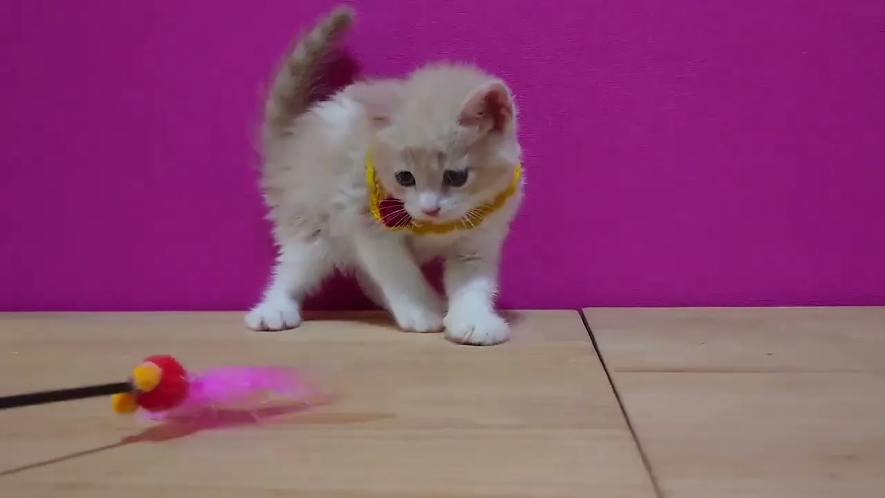 動画