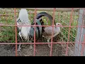 Grey to Grey Harold Brown Grey Broodstag single mate to Hulsey Grey pullet