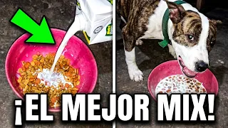 Que come tu cachorro @SobreviveTok30 #sobrevivetok30