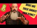 How to Interpret Your Snakes Body Language