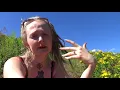 Let s meet up with Saint John s wort in the wild