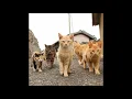 Crmx - Gengster Oyen Boss