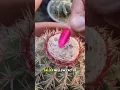 Chili Look-Alike: The Unique Melocactus