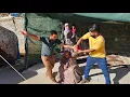 Download Lagu Nasib's Fierce Confrontation: Protecting Medina and Elena from Shahab's Challenge