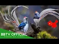 Download Lagu Birds of China | Most Beautiful Birds Found in China You've Never Seen | BBTV Official