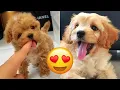 Cavapoo Cute And Hilarious s And Tik Toks Compilation Cavoodle