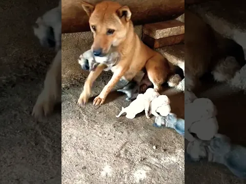 Stray Dogs, I wonder where it's going to take the puppy this time. Adorable Puppies#dog #puppy