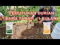 Lagu PEMUPUKAN DURIAN SETELAH TANAM USIA 1 BULAN AGAR CEPAT BESAR - DURIAN MUSANGKING