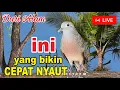 Download Lagu Perkutut Lokal Gacor dari ALAM bikin cepat NYAUT