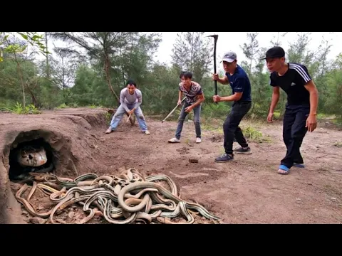 Download MP3 Catch 100 extremely poisonous black Gold Snakes With Bare Hands