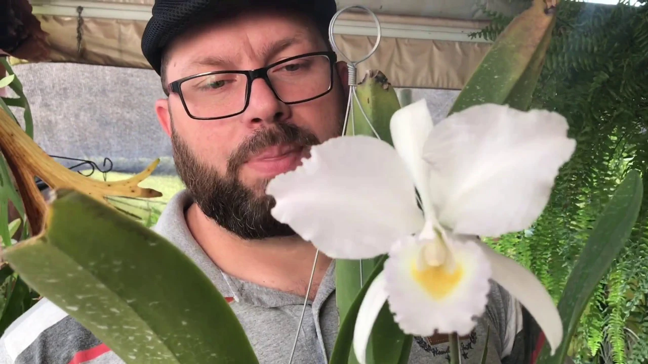 CATTLEYA TRIANAE, LODDIGESII, AURANTIACA CONHECENDO ORQUÍDEAS!!