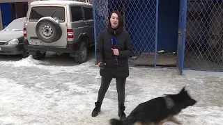 Служебная собака помогла раскрыть крупную кражу