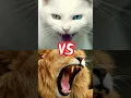 Download Lagu KUCING VS SINGA #cat #shorts