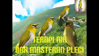 Download terapi air dan masteran pleci MP3