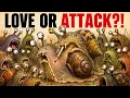 LOVE DARTS Pierce the BODY Before Mating The Reproduction of SNAILS