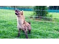 Download Lagu Roxy the hyena \