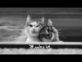 Bel Ahlam (speed up) - Nassif Zeytoun