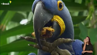 Pantanal: a maior área úmida continental do planeta | Nossos Biomas