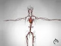 Cardiac Catheterization - 3D Animation