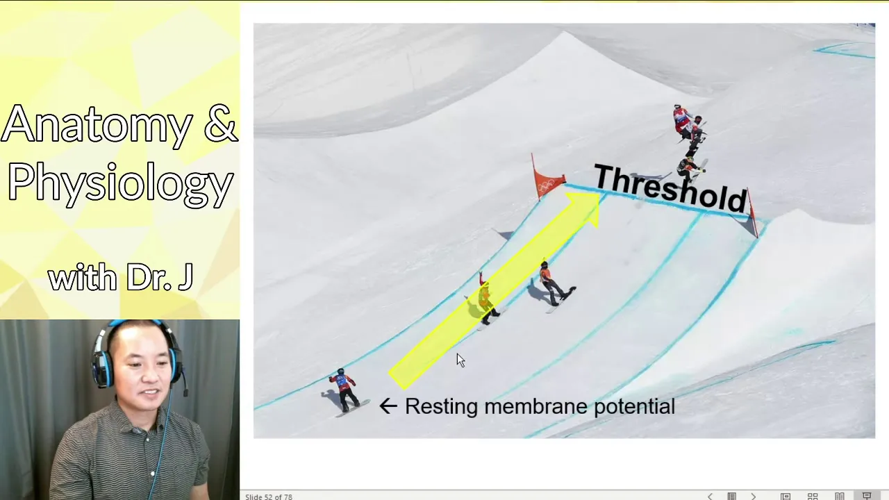 PHYL 141 | Nervous System | Action Potentials & Threshold Potentials