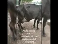 Acute Metritis in a Cross breed HF cow and successful Treatment