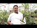 चंपा की 10 शानदार वैराइटी 😍 जिनपर खिलते है सबसे ज़्यादा फूल 🌺 Top 10 Plumeria Variety