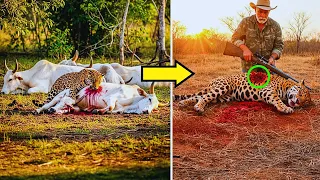 BRASIL ESTREMECIDO: Granjero Enfrenta Jaguar que Masacró a su Manada