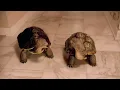 Xfinity Slowskys babysitter commercial 2012