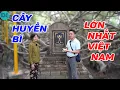 Download Lagu Cái cây huyền bí có bộ rễ rộng lớn nhất VN - ĐỘC LẠ BÌNH DƯƠNG