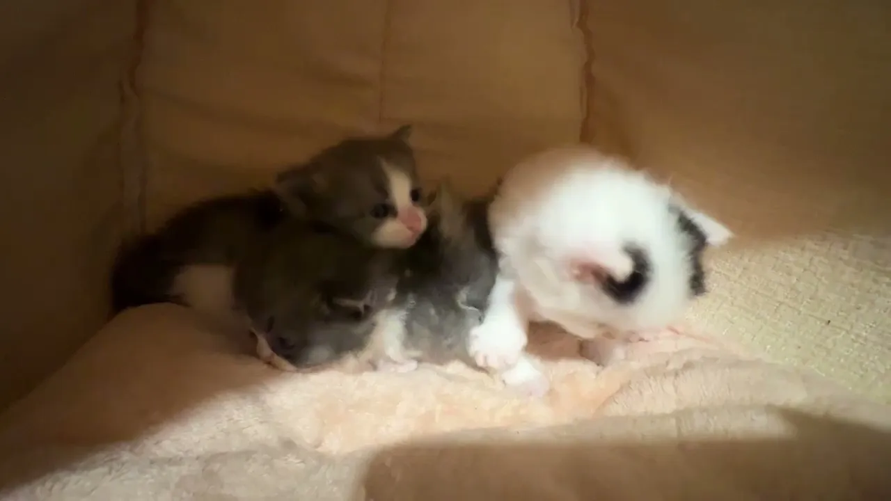動画