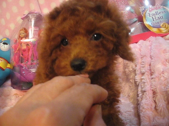 動画