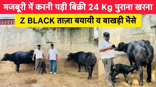 मजबूरी में करनी पड़ी बिक्री : Z BLACK ताज़ा बयायी व बाखड़ी भैसे | पुराना खरना | ASHOK