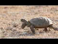 The REAL Arizona Most People Will Never See | 4K Travel Documentary