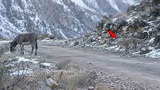 ¡El burro no vio al leopardo! 10 Batallas BRUTALES de Animales Salvaje