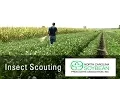 Scouting for Insects in Soybeans