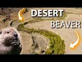 How Beavers Are Restoring Wetlands in North American Deserts