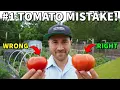 You re Picking Tomatoes WRONG NEVER Vine Ripen A Tomato Again